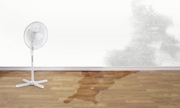 Best Mold removal after water damage  in Ballard, UT