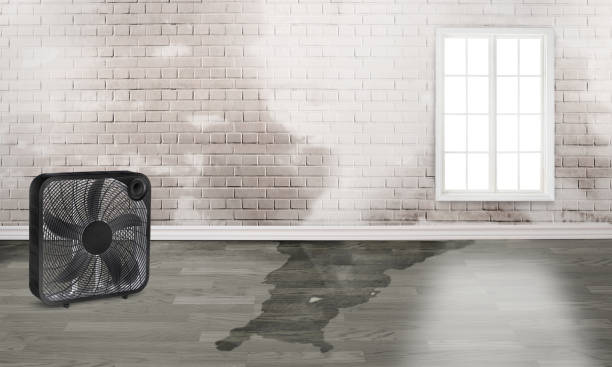 Best Professional water damage repair  in Ballard, UT